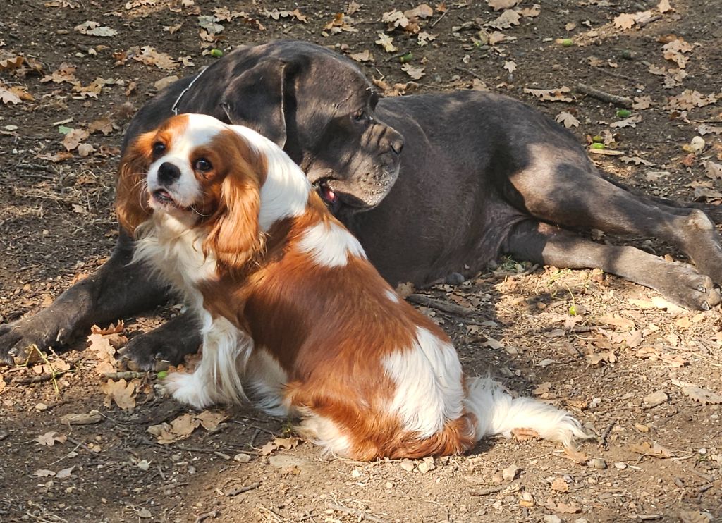Utopia de l'eden de malizia
