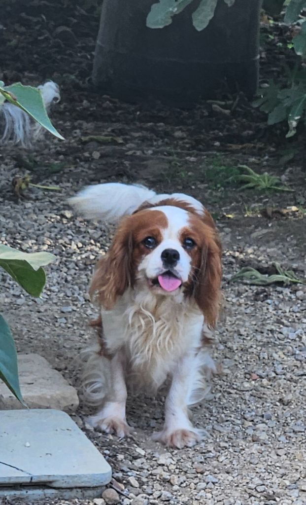 Utopia de l'eden de malizia