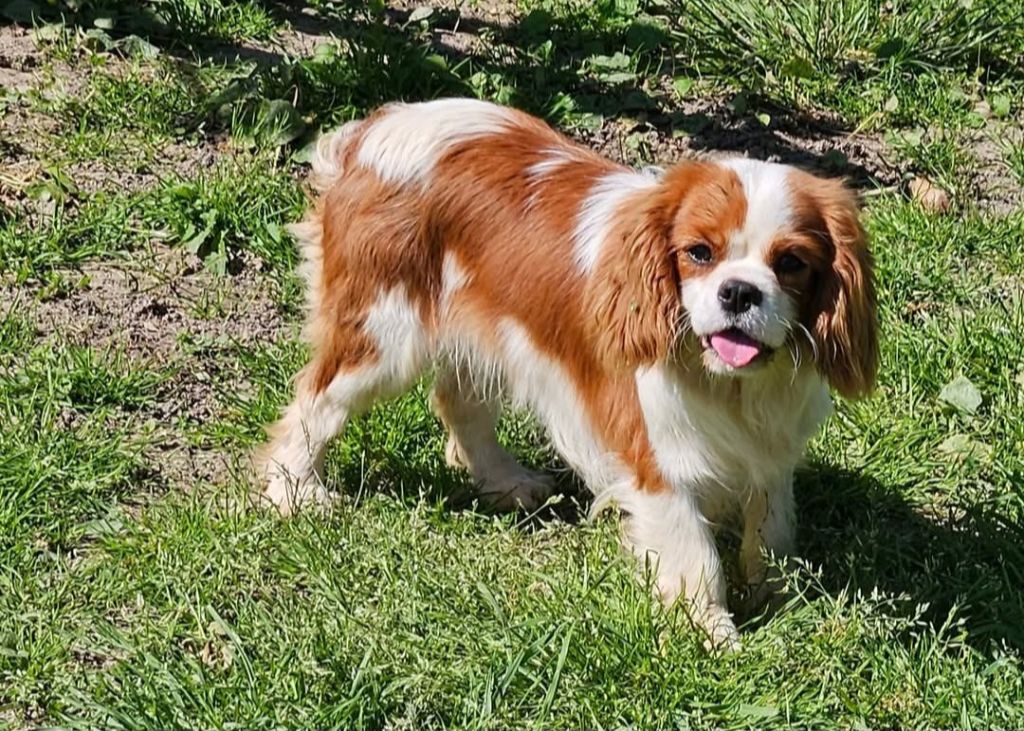 Utopia de l'eden de malizia