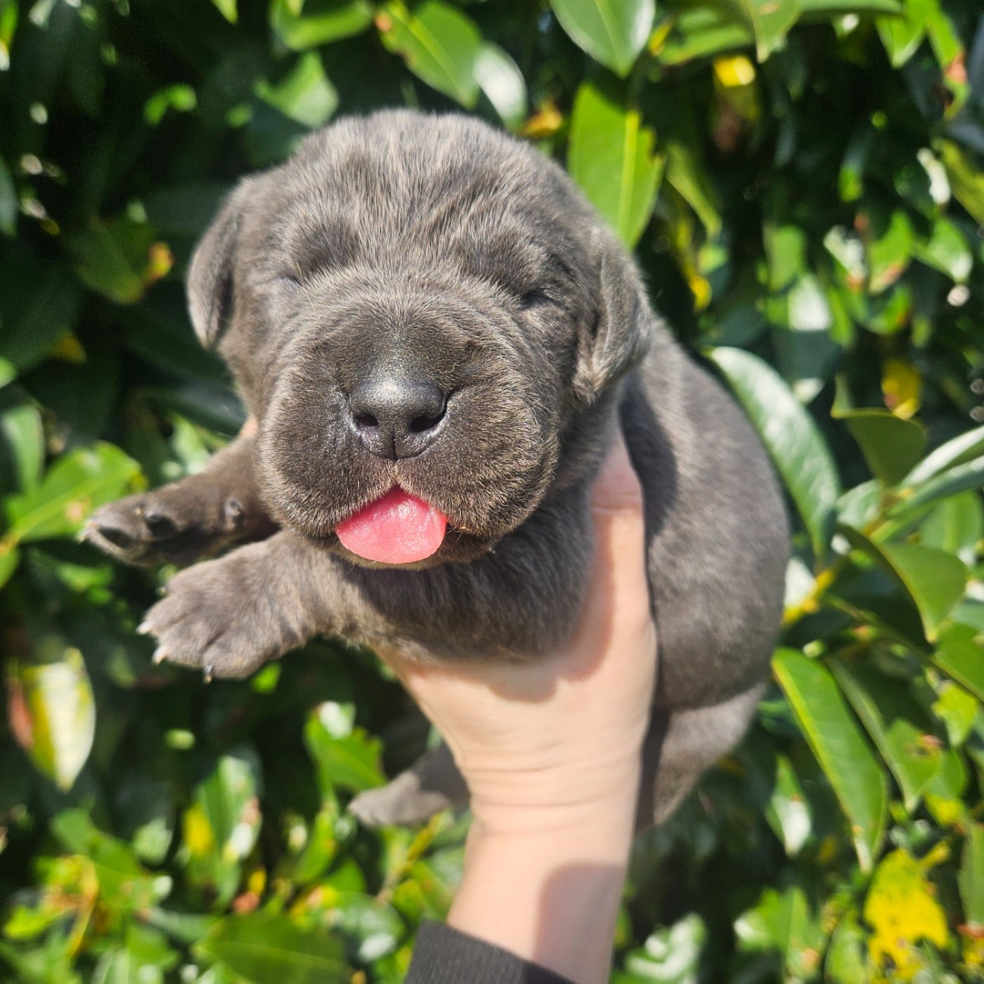Chiot N°1 - Cane Corso