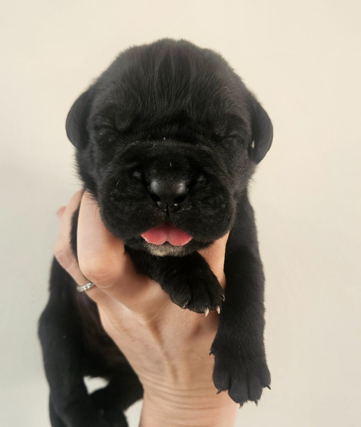 Chiot N°2 - Cane Corso