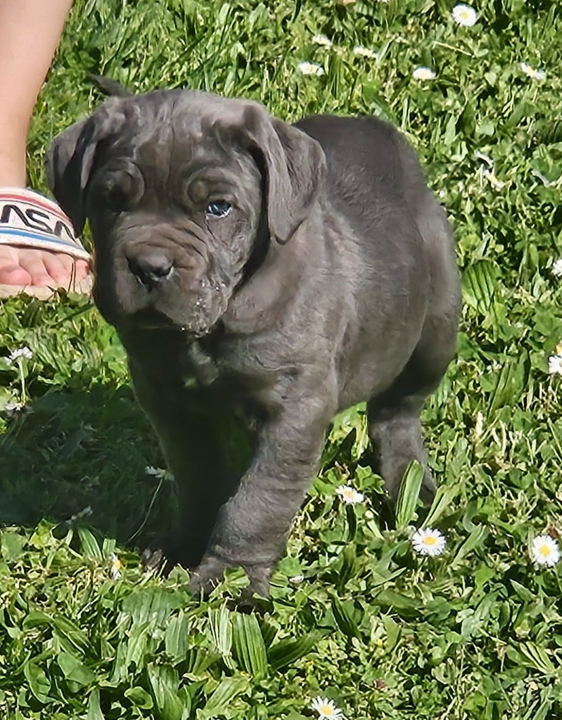 Chiot N°8 - Cane Corso