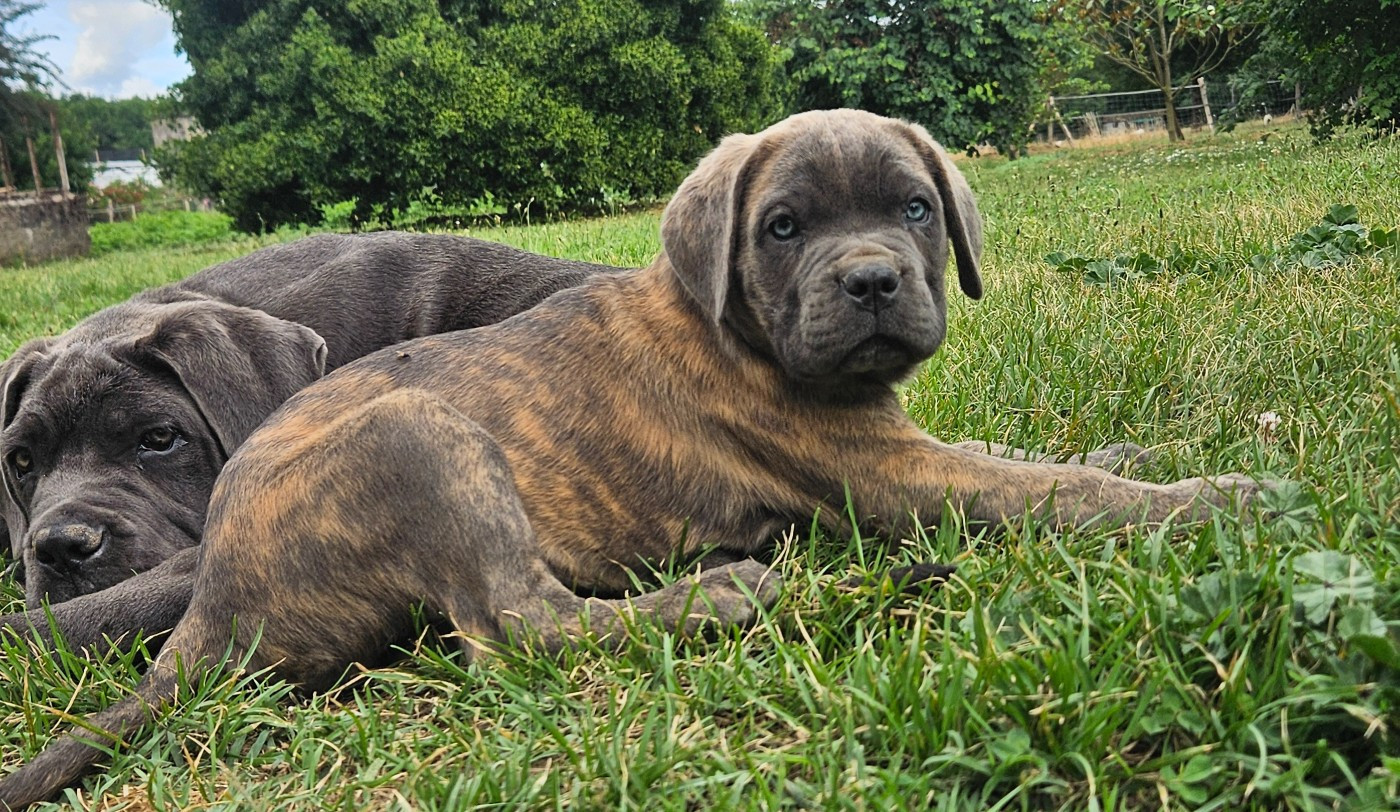 Chiot N°8