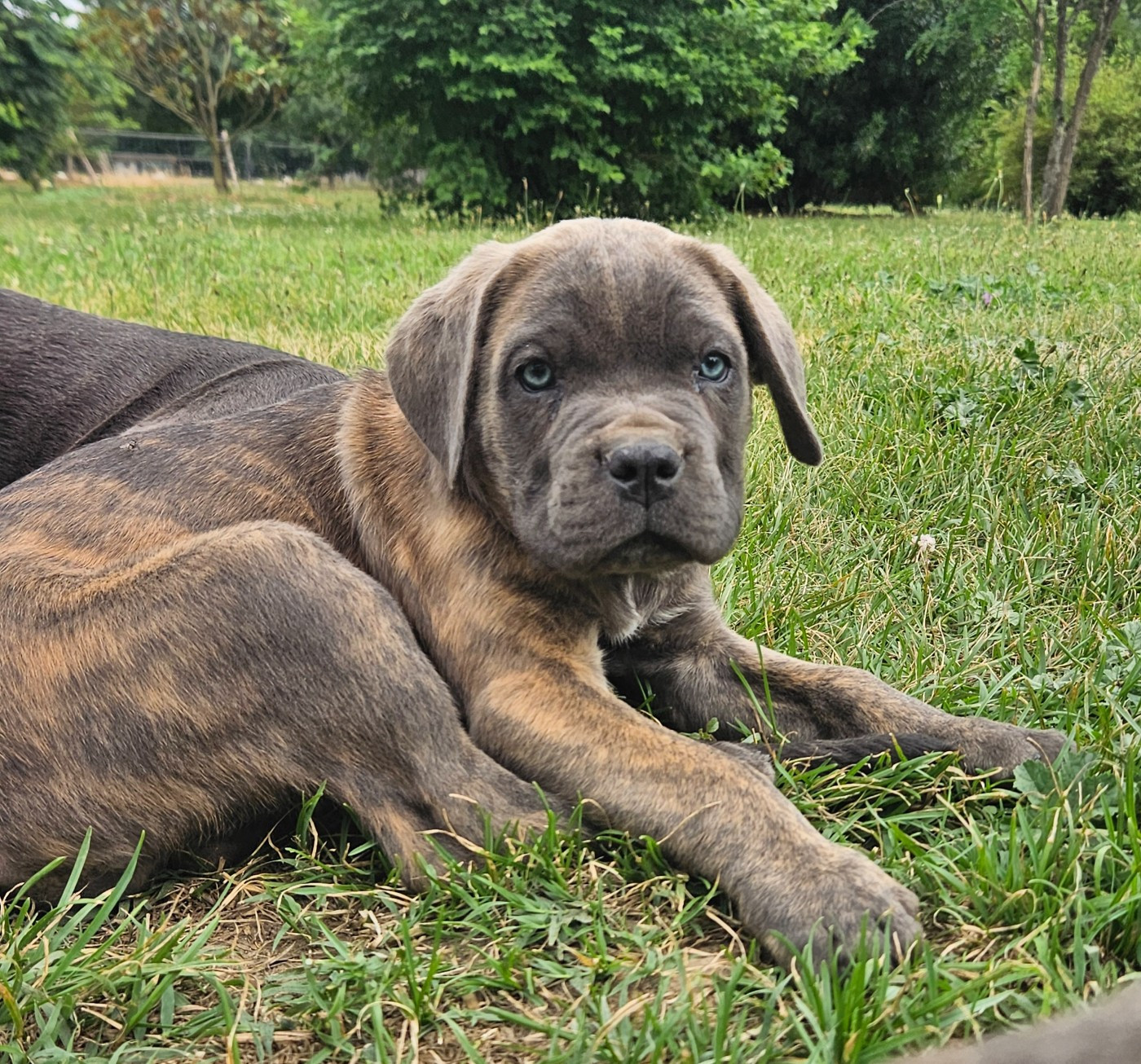 Chiot N°8