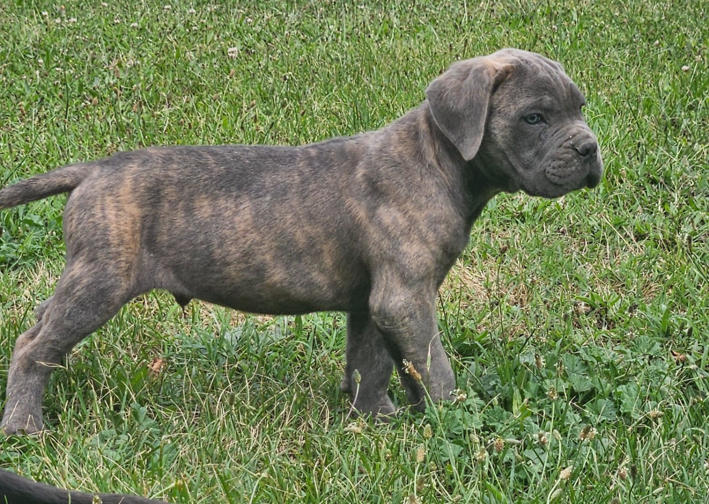 Chiot N°6