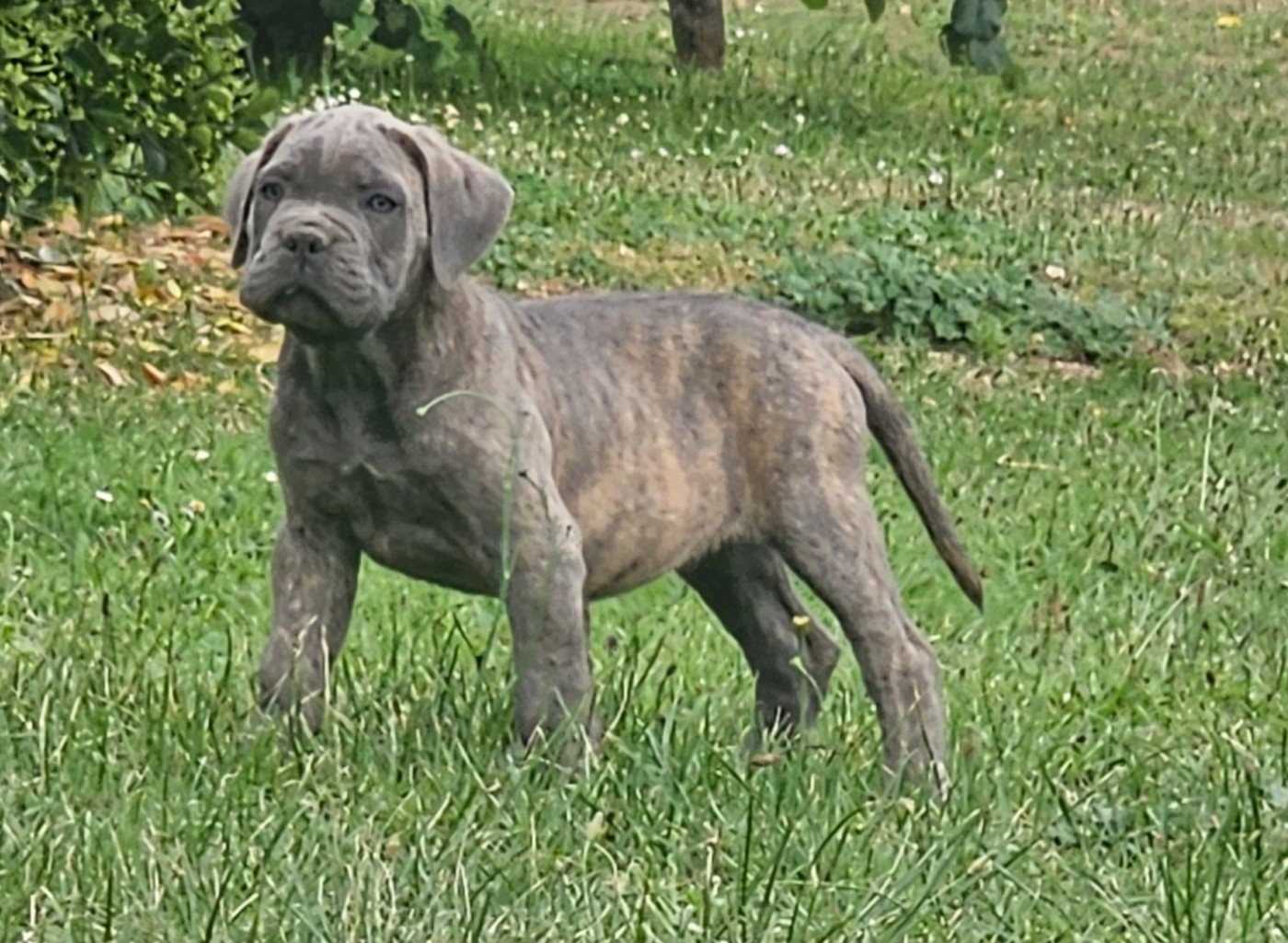 Chiot N°6