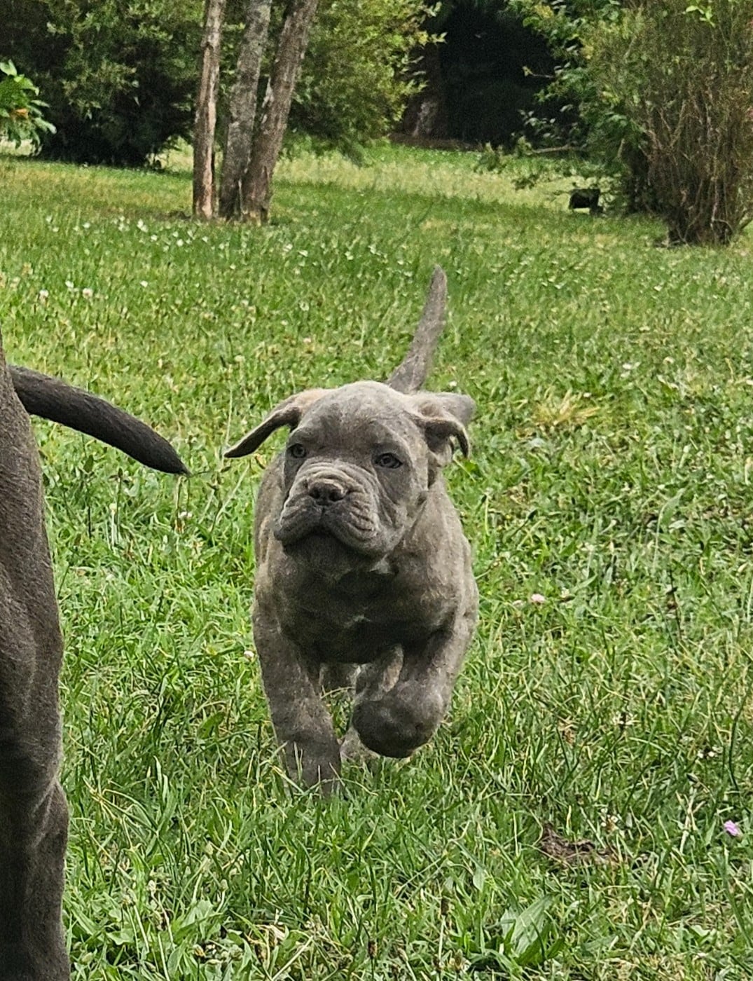 Chiot N°6