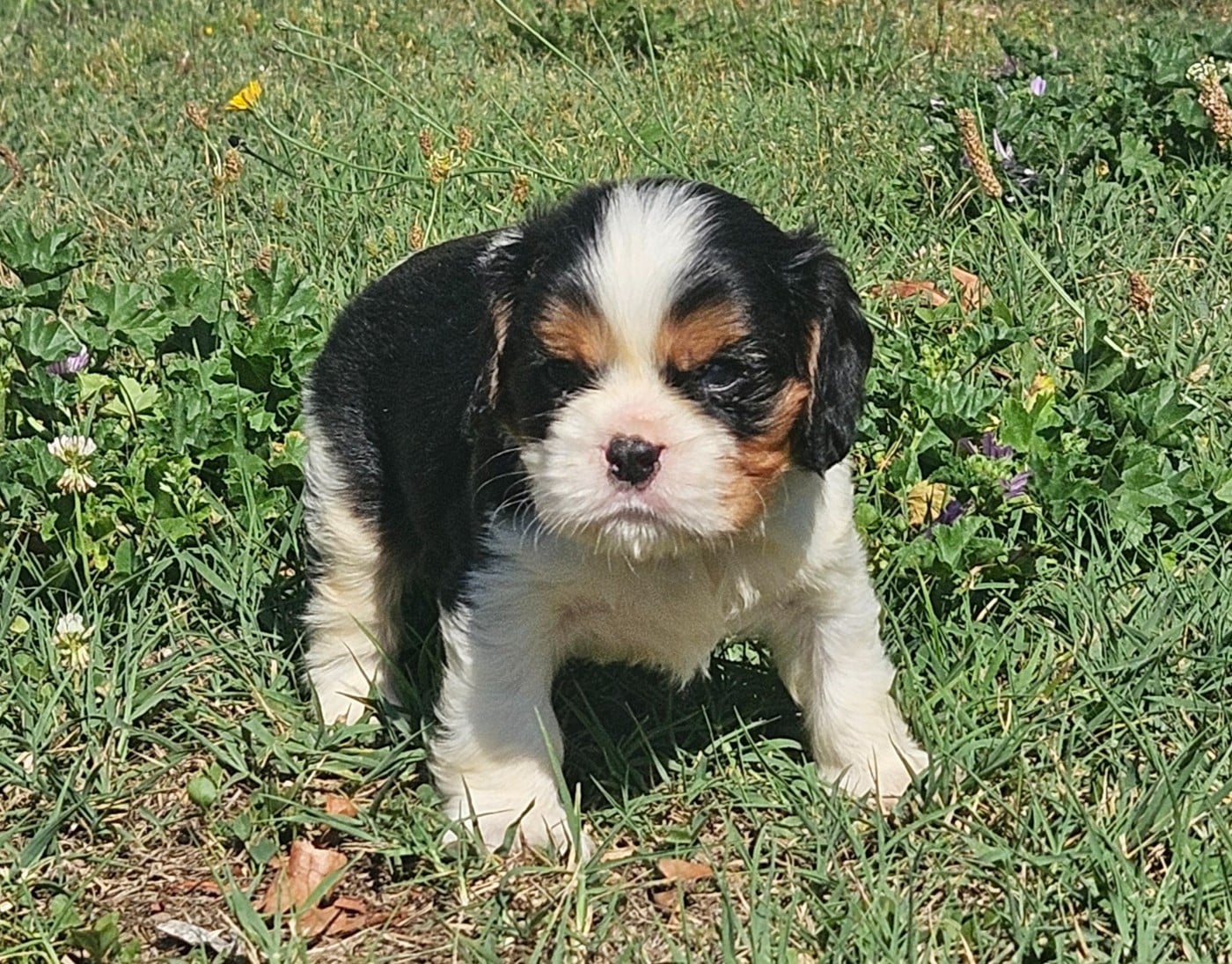 Cavalier King Charles Spaniel - de l'eden de malizia