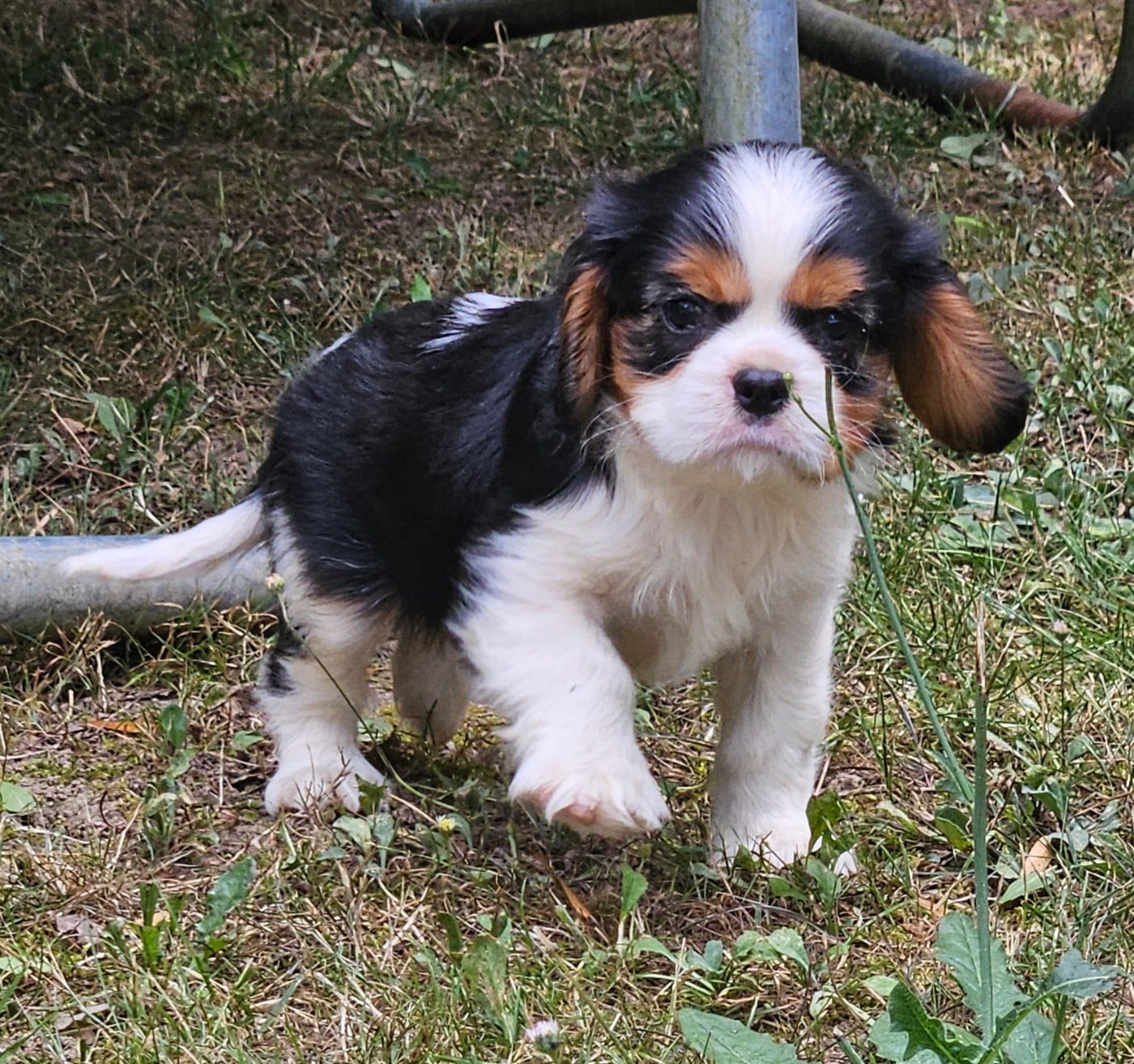 Chiot N°1