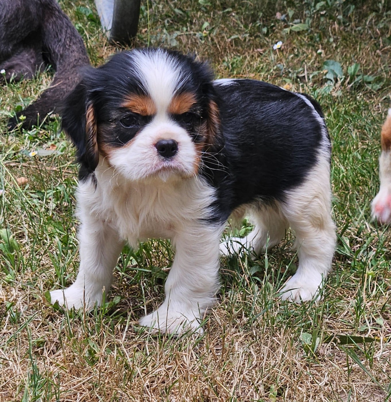 Chiot N°1