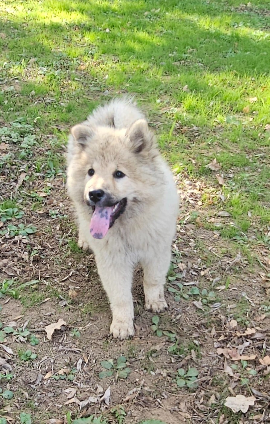 Bayleys yuki