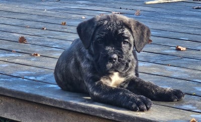 Les chiots de Cane Corso