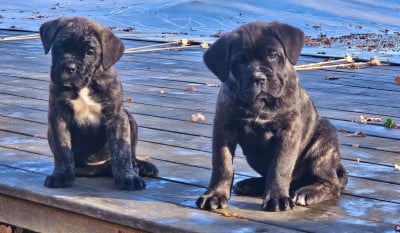 Les chiots de Cane Corso