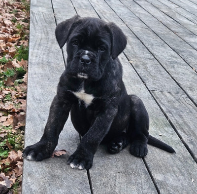 Les chiots de Cane Corso