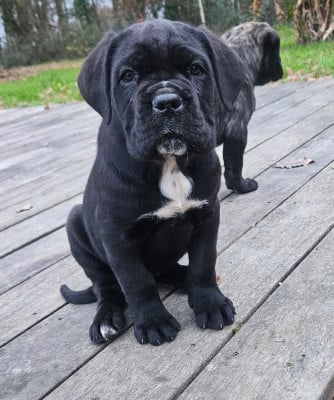 Les chiots de Cane Corso