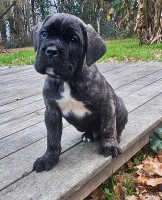 Les chiots de Cane Corso