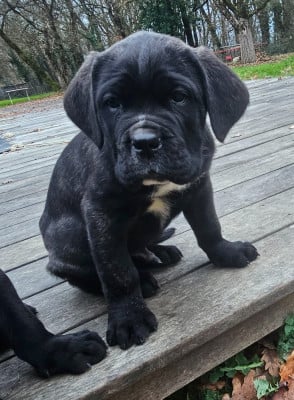 Les chiots de Cane Corso