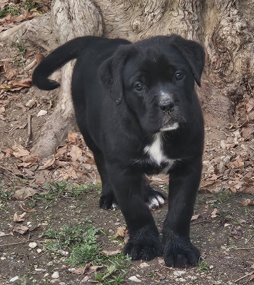 Les chiots de Cane Corso