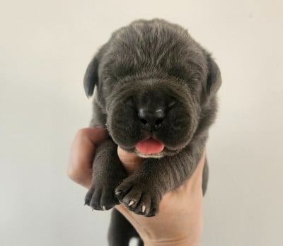 Les chiots de Cane Corso