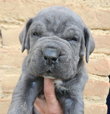 Les chiots de Cane Corso