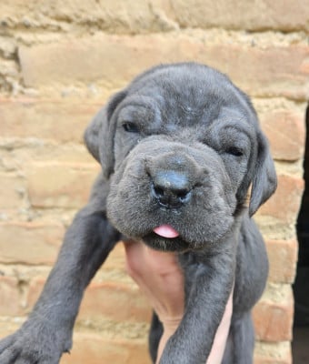 Les chiots de Cane Corso