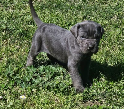 Les chiots de Cane Corso