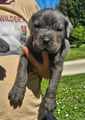 Les chiots de Cane Corso