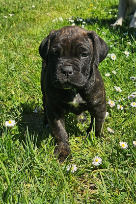 Les chiots de Cane Corso