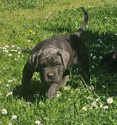 Les chiots de Cane Corso