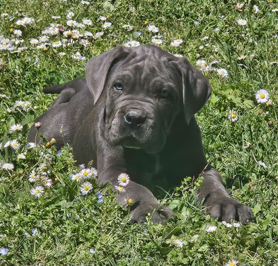 Les chiots de Cane Corso