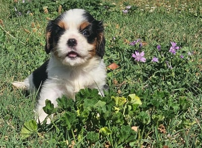 Les chiots de Cavalier King Charles Spaniel
