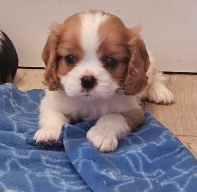 Les chiots de Cavalier King Charles Spaniel