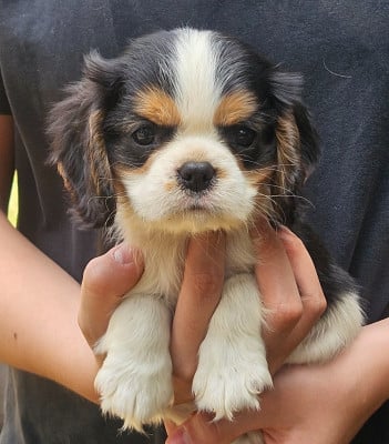 Les chiots de Cavalier King Charles Spaniel