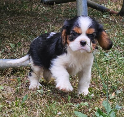 Les chiots de Cavalier King Charles Spaniel