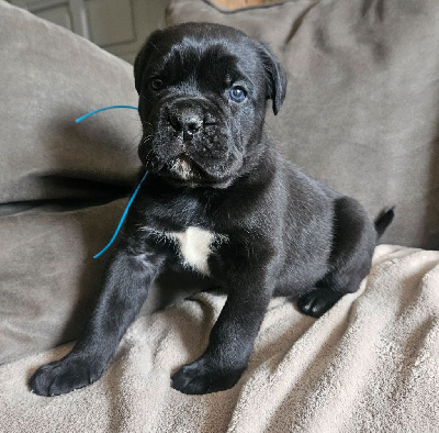 Les chiots de Cane Corso