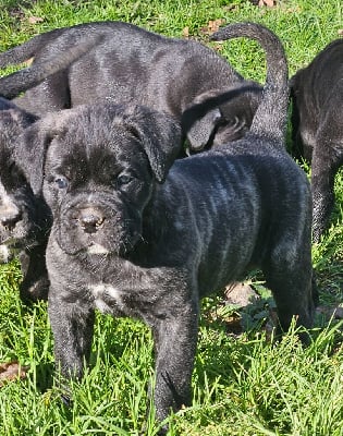 Les chiots de Cane Corso