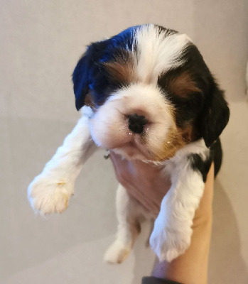 Les chiots de Cavalier King Charles Spaniel