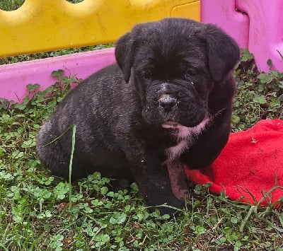 Les chiots de Cane Corso