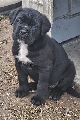 Les chiots de Cane Corso