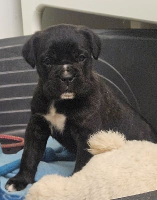 Les chiots de Cane Corso