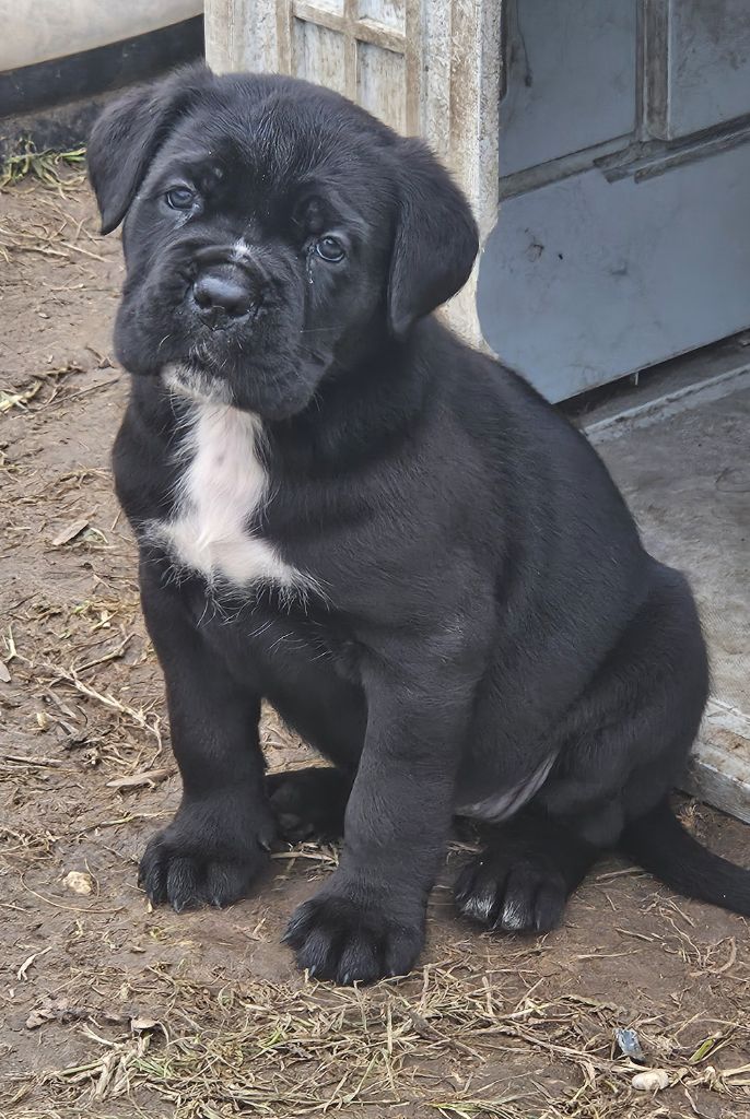 CHIOT 4 - Cane Corso