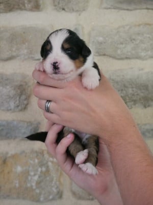 Les chiots de Berger Américain Miniature