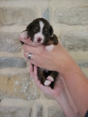 Les chiots de Berger Américain Miniature