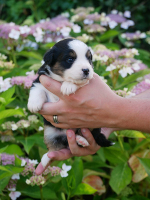 Les chiots de Berger Américain Miniature 