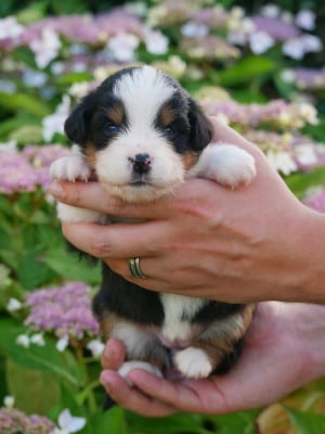 Les chiots de Berger Américain Miniature 