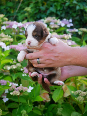 Les chiots de Berger Américain Miniature 