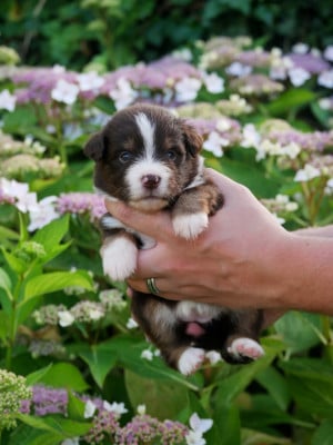 Les chiots de Berger Américain Miniature 