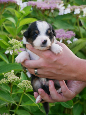Les chiots de Berger Américain Miniature 