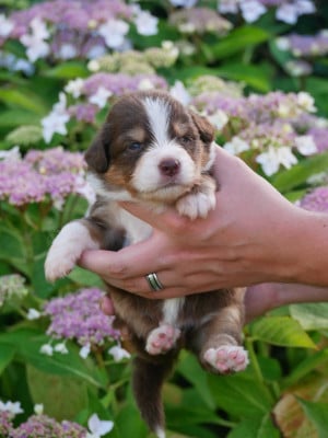 Les chiots de Berger Américain Miniature 