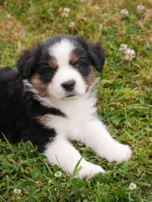 Les chiots de Berger Américain Miniature